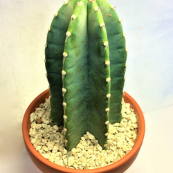 柱サボテン 鬼面角 ケレウス カクタス 棘物 観葉植物 緑