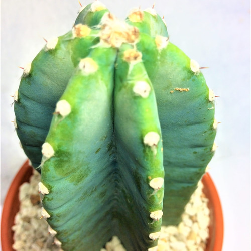 柱サボテン 鬼面角 ケレウス カクタス 棘物 観葉植物 緑 グリーン 常緑