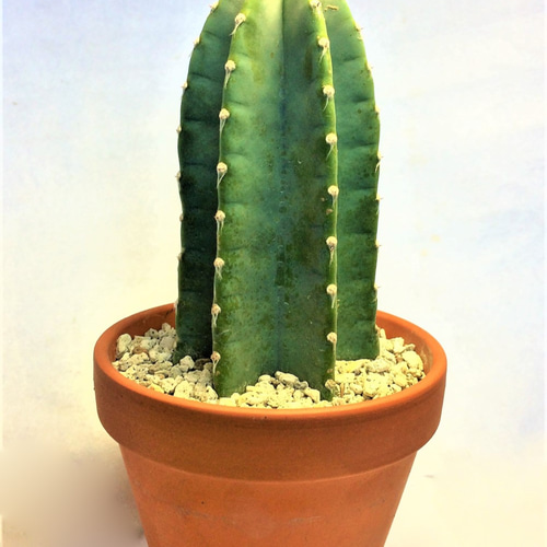 柱サボテン細長い緑色2本　鬼面角　越冬してます。 柱サボテン🌵刺なし鬼面角の胴切りと植え替え｜🍀GreenSnap