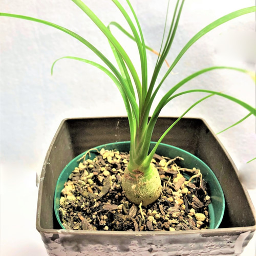 ノリナ トックリラン ポニーテール ミニ 常緑 多年生 観葉植物