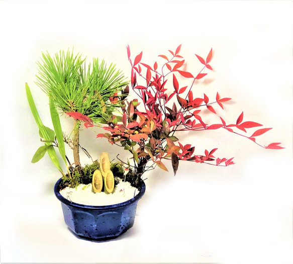 南天 苔南天 正月 門松 正月事始めと南天｜四季の森ニュース｜八ヶ岳・