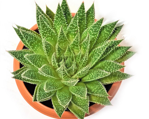 ガステラロエ ベイニー ガステリアロエ ガストロレア 多肉植物 観葉