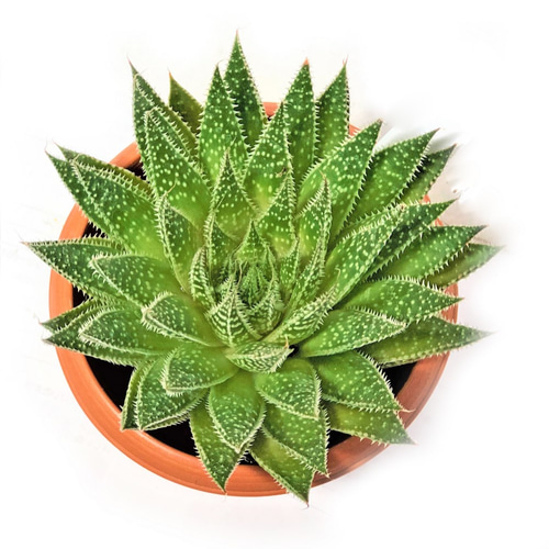 ガステラロエ ベイニー ガステリアロエ ガストロレア 多肉植物 観葉