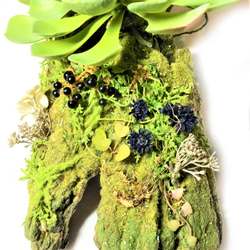 -森の風景- 多肉植物 エケベリア フェイクグリーン 緑 3枚目の画像