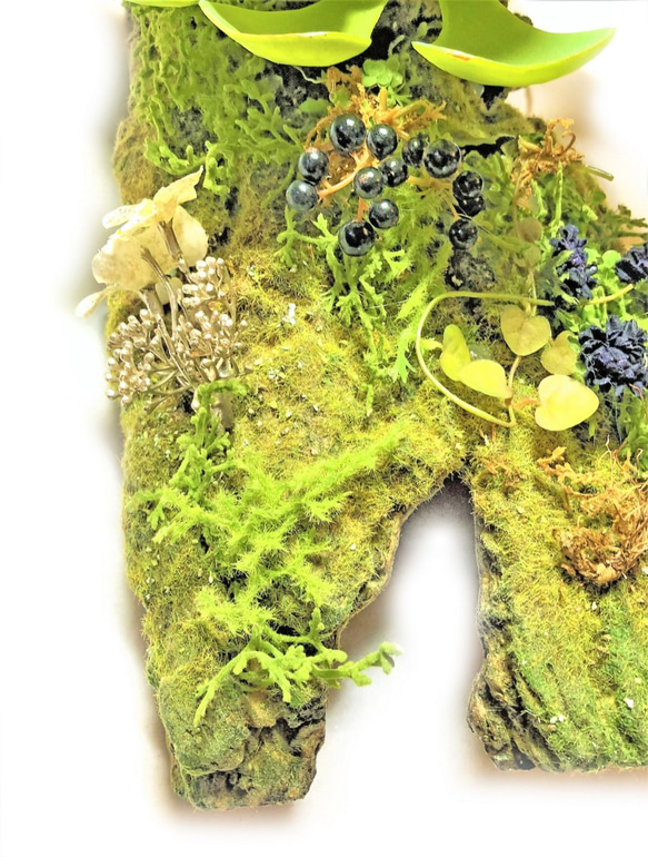 -森の風景- 多肉植物 エケベリア フェイクグリーン 緑 4枚目の画像