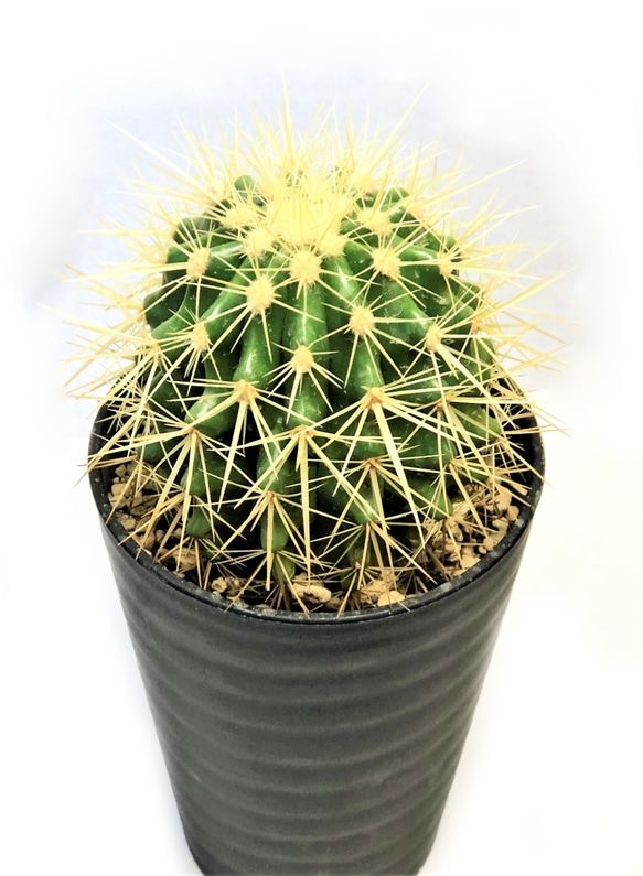サボテン 金鯱 エキノカクタス 棘物 多肉植物 観葉植物 緑