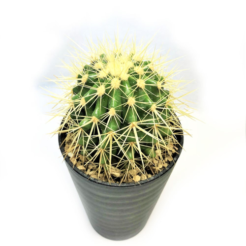 サボテン 金鯱 エキノカクタス 棘物 多肉植物 観葉植物 緑