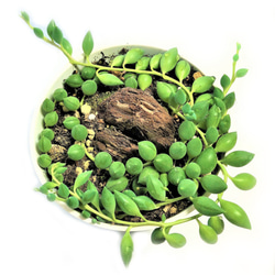 ピーチネックレス グリーンネックレス 多肉植物 観葉植物 セネシオ 緑 グリーン 多年生 常緑 3枚目の画像