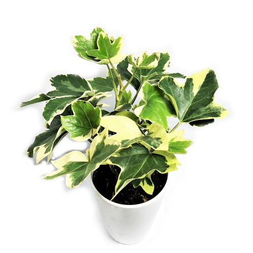 ファッツヘデラ ハトス ファトスヘデラ ヤツデ×アイビー 斑入り種 艶葉