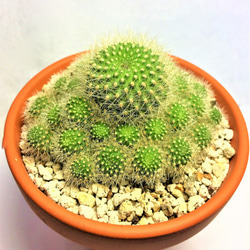 0_615dce4880d0822af4323f657b8c