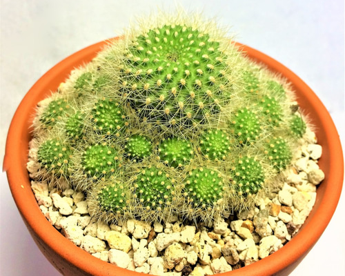 サボテン 金小町 パロディア ノトカクタス 多肉植物 多年生 常緑