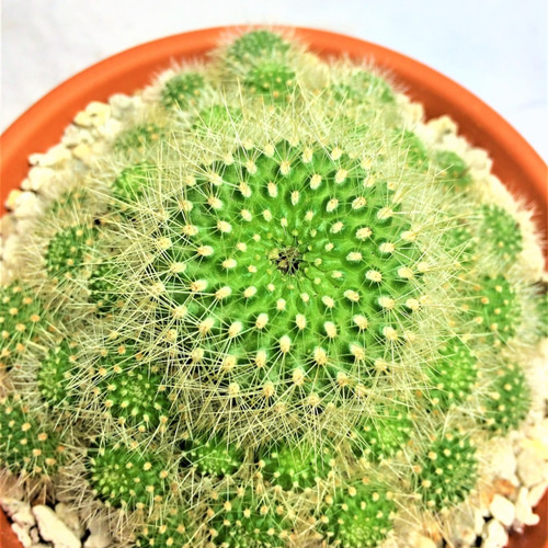 サボテン 金小町 パロディア ノトカクタス 多肉植物 多年生 常緑 棘物