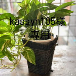 ガステラロエ ベイニー ガステリアロエ ガストロレア 多肉植物 観葉