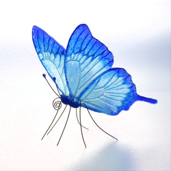 《再次上架》玻璃蝴蝶快樂藍尤利西斯 第1張的照片