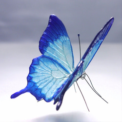 《再販》 ガラスの蝶 ハッピーブルーユリシス 2枚目の画像