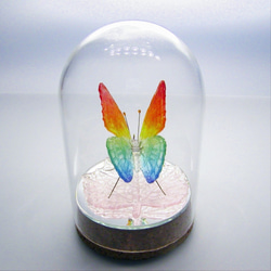 ガラスの蝶 レインボー in ドーム 3枚目の画像