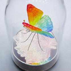 ガラスの蝶 レインボー in ドーム 5枚目の画像
