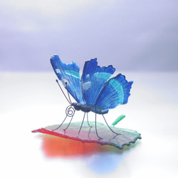 ガラスの蝶 ルリタテハ on リーフ 1枚目の画像