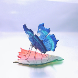 葉子上的玻璃蝴蝶 Luritateha 第2張的照片