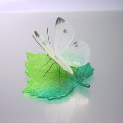玻璃蝴蝶 葉子上的白色蝴蝶 第3張的照片