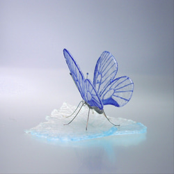ガラスの蝶 ウスバアゲハ on リーフ 2枚目の画像