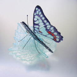 玻璃蝴蝶常見周杰倫在葉子上 第3張的照片