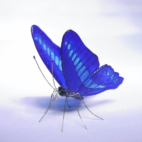 ガラスの蝶 アオスジアゲハ 1枚目の画像