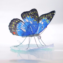 蝶の樹 Butterfly Tree #004