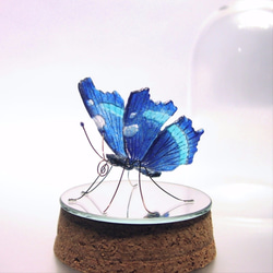 ガラスの蝶 in ドーム　ルリタテハ 3枚目の画像