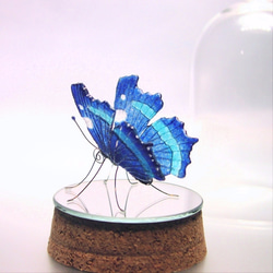 ガラスの蝶 in ドーム　ルリタテハ 4枚目の画像