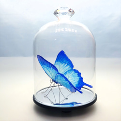 ガラスの蝶 ユリシス in ドーム 2枚目の画像