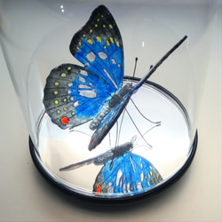 ガラスの蝶 オオムラサキ in ドーム 3枚目の画像