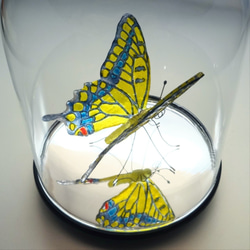ガラスの蝶 キアゲハ in ドーム 3枚目の画像