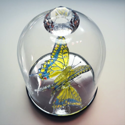 ガラスの蝶 キアゲハ in ドーム 4枚目の画像