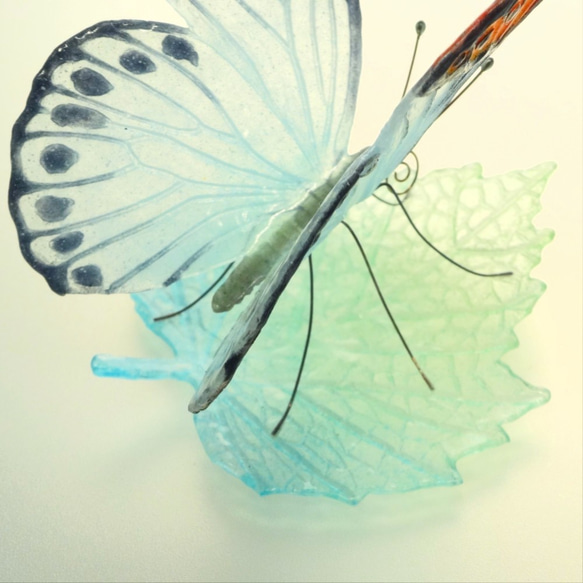ガラスの蝶 ツマベニ蝶 on リーフ 4枚目の画像