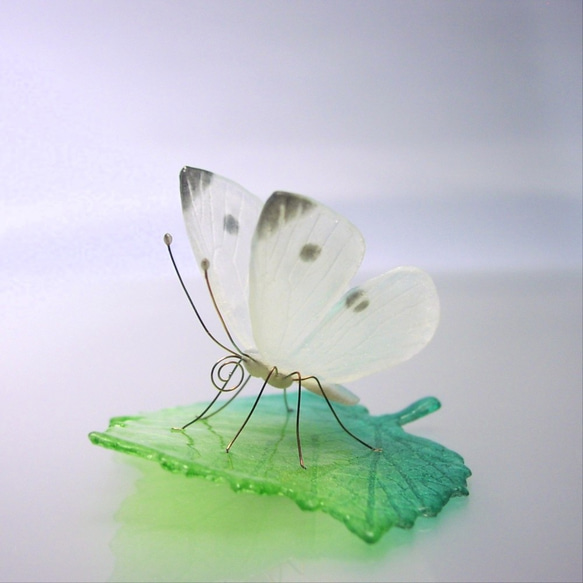 ガラスの蝶 モンシロチョウ in ドーム 4枚目の画像