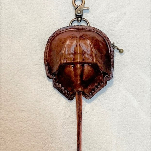 シ*ン様 カブトガニ 標本 木製ケース入り 国産 シ*ン様