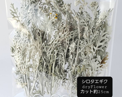シルバー ドライフラワー 枝状 シルバーブルニア ヤング のドライフラワー（3～4本組） - yurari