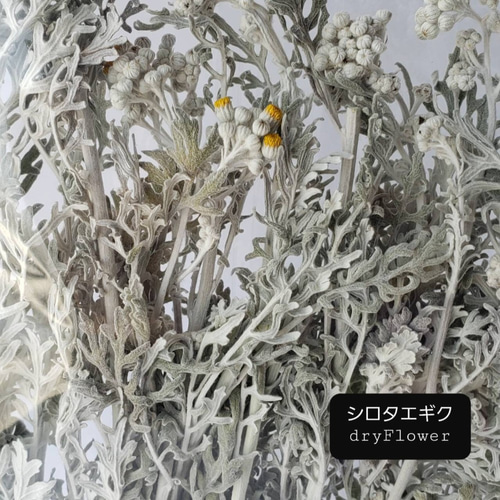 40cmシロタエギクのリース（ドライフラワー） 40cmシロタエギクのリース（ドライフラワー） - メルカリ