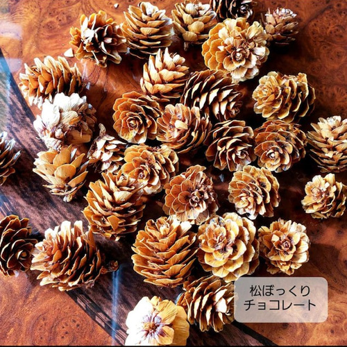 松ぼっくり 木の実 花材 ハンドメイド 手作りキット ミニサイズ