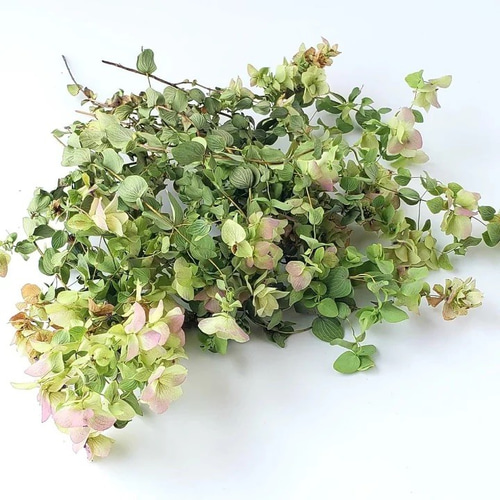 大きめ◈ユーカリとオレガノケントビューティーのリース