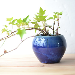 鉢植え　小丸　青（瑠璃） 2枚目の画像