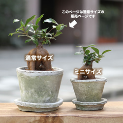 当日出荷！観葉植物 風水パワー！オシャレなガジュマル アンティーク調の手作りモスポット鉢・皿付き P01 5枚目の画像