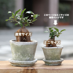 当日出荷！観葉植物 [ミニ] 風水パワー！オシャレなガジュマル アンティーク調の手作りモスポット鉢・皿付き P05 5枚目の画像