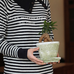 当日出荷！観葉植物 [大小セット] オシャレなガジュマル アンティーク調の手作りモスポット鉢・皿付き P02 2枚目の画像