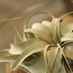 観葉植物 エアプランツの王様"キセログラフィカ"Lサイズ P09 5枚目の画像