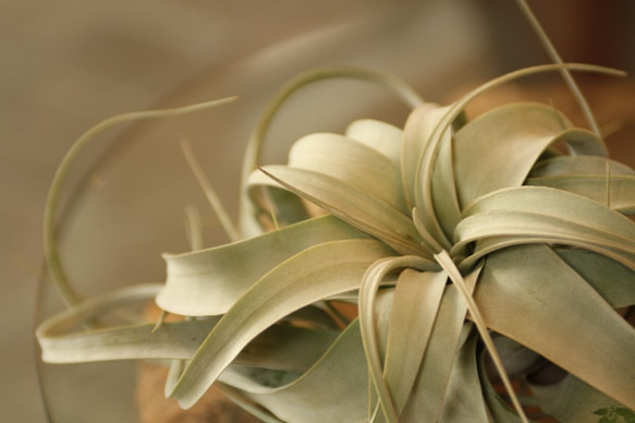 観葉植物 エアプランツの王様"キセログラフィカ"Lサイズ P09 5枚目の画像