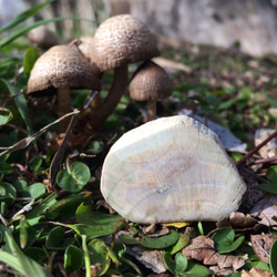 北海道 雨竜郡 幌加内町 朱鞠内湖産　ペトリファイドウッド(珪化木)　木化石 北海道産 ペトリファイドウッド レア産地 珪化木原石 天然石