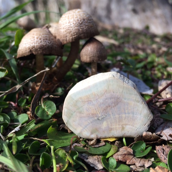 ホワイトペトリファイドウッド 珪化木 磨き石 BIRD VISION