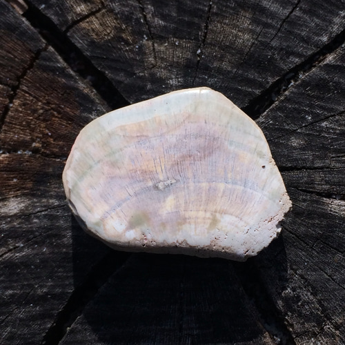 sufiakun様　高品質　ホワイトペトリファイドウッド　パーム　握り石　珪化木 ペトリファイドウッド 珪化木 パームストーン 握り石 (約56.4g